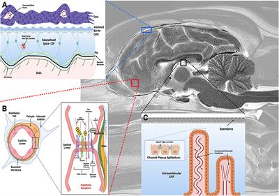 Advancements in drug delivery methods for the treatment of brain disease